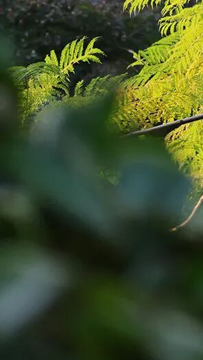 强辉新品木纹系列 | 用自然“森”呼吸，演绎生活的原生态之美(图2)