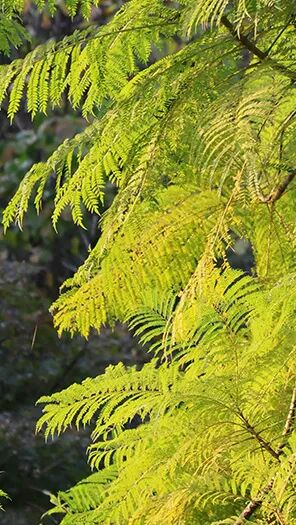 强辉新品木纹系列 | 用自然“森”呼吸，演绎生活的原生态之美(图4)